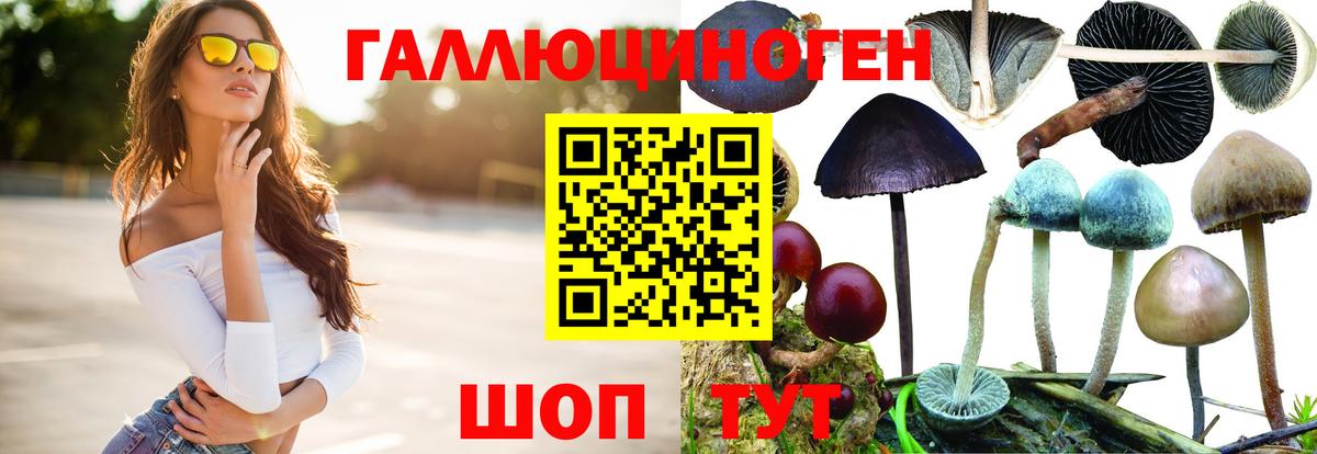 как найти закладки  Вход с VPN  Черногорск  Галлюциногенные грибы Psilocybine cubensis 